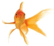 theskullwhisperers/goldfish_swimming.gif