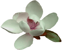 theskullwhisperers/magnolia01.gif